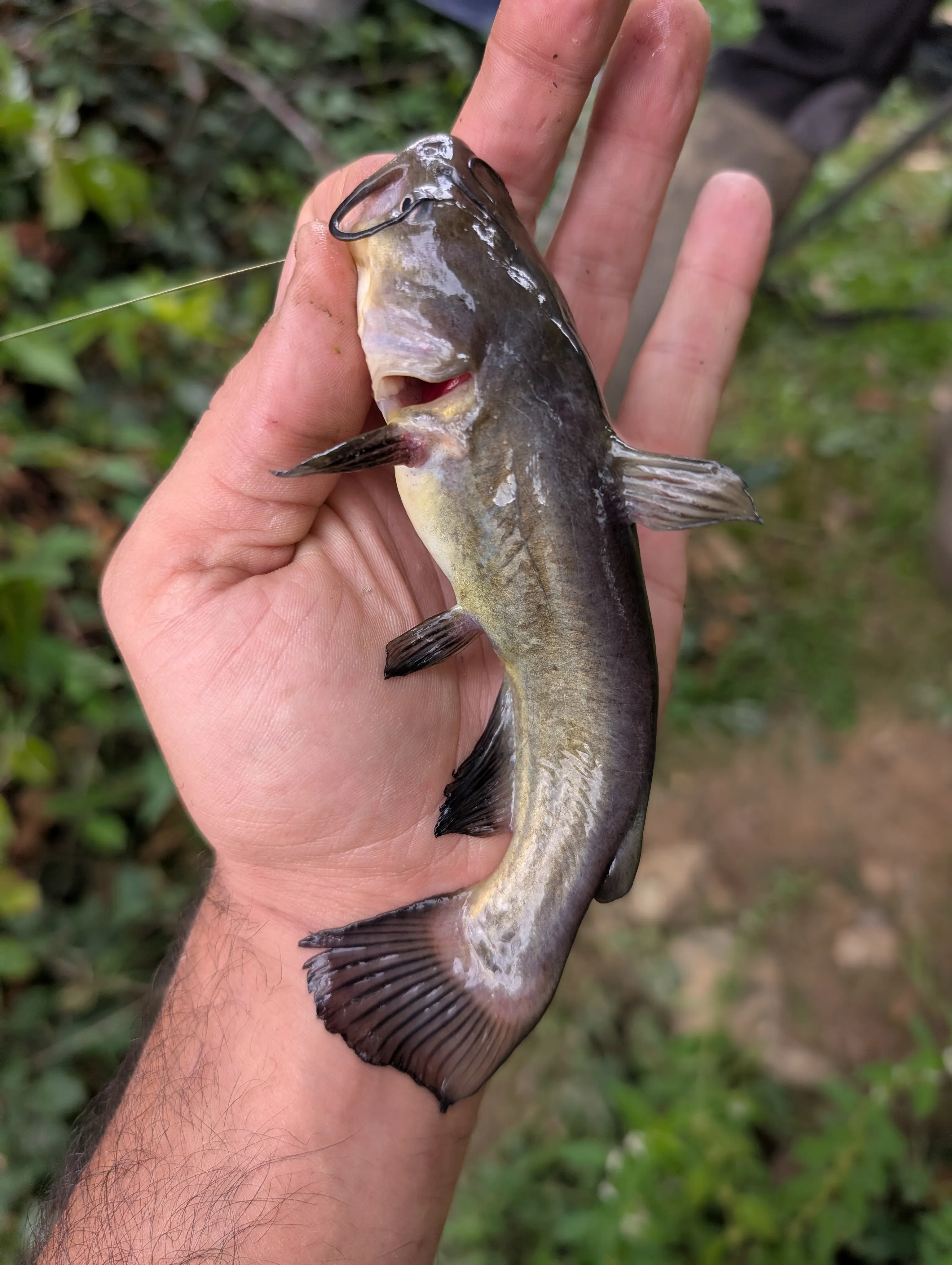 Etang de 6ha avec son mobil home