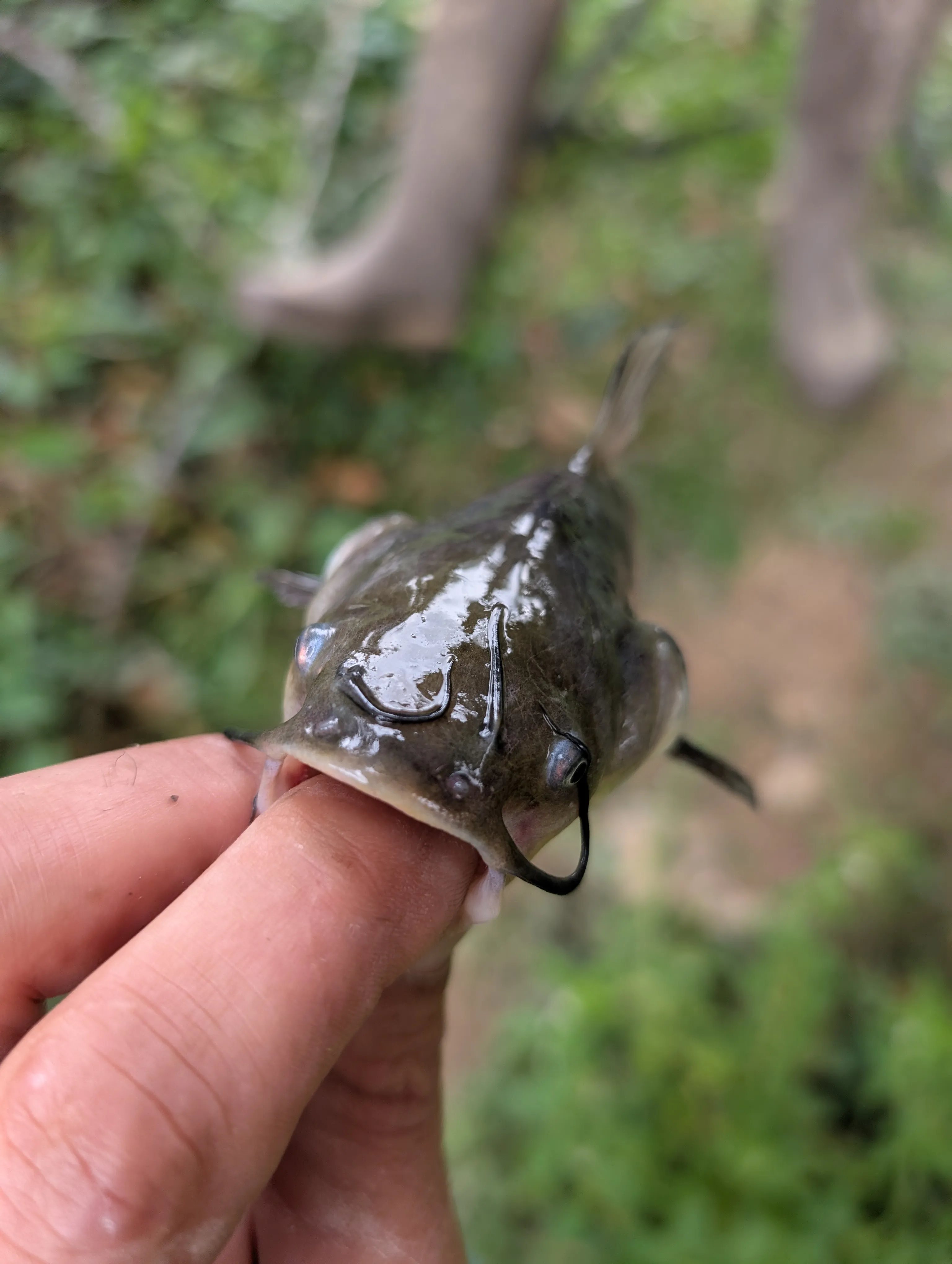 Etang de 6ha avec son mobil home