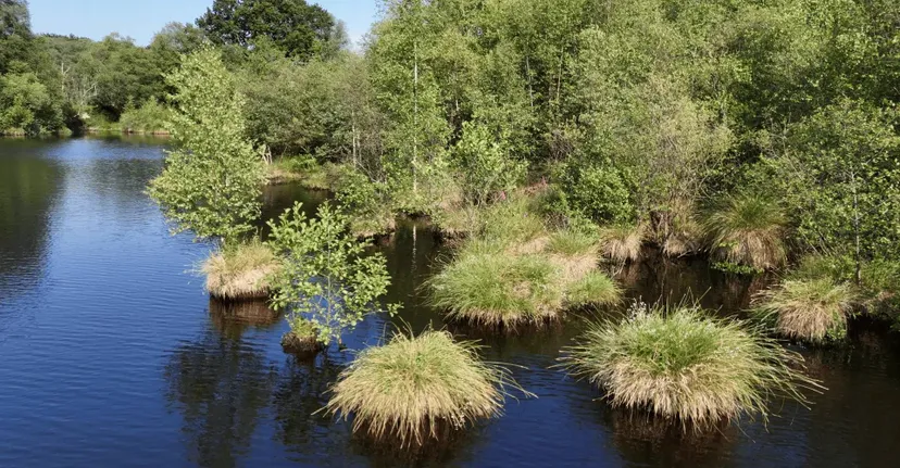 Gite de pêche, 2 étangs de 12ha en déconnexion totale au cœur de la nature