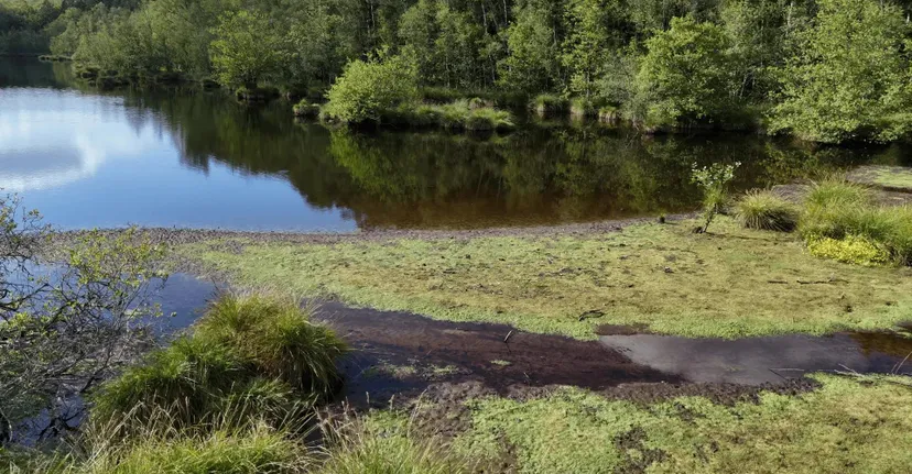 Gite de pêche, 2 étangs de 12ha en déconnexion totale au cœur de la nature