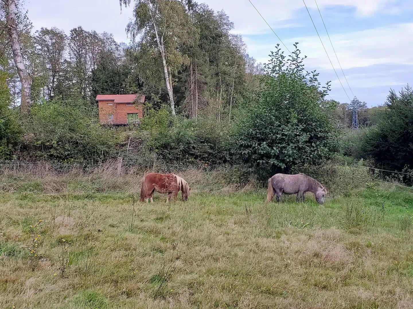 Gîte et son étang à côté des chevaux