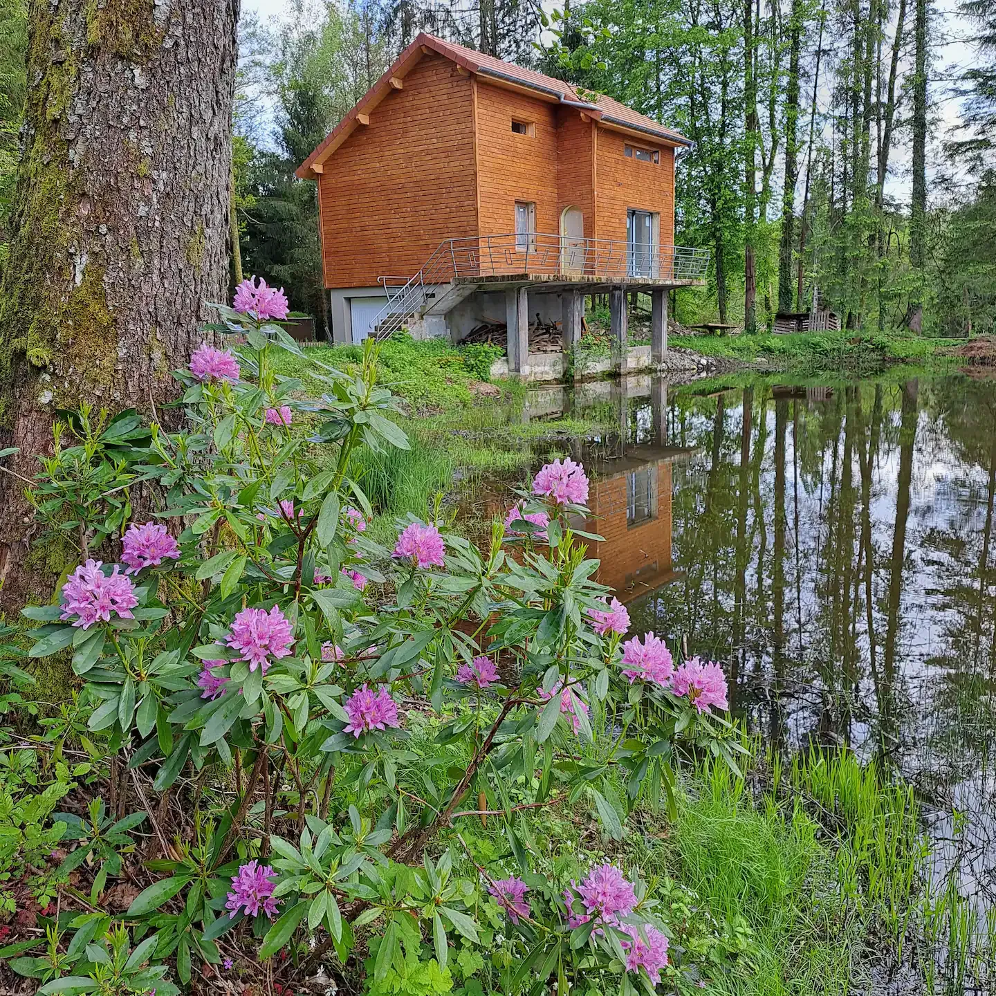 Gîte et son étang à côté des chevaux