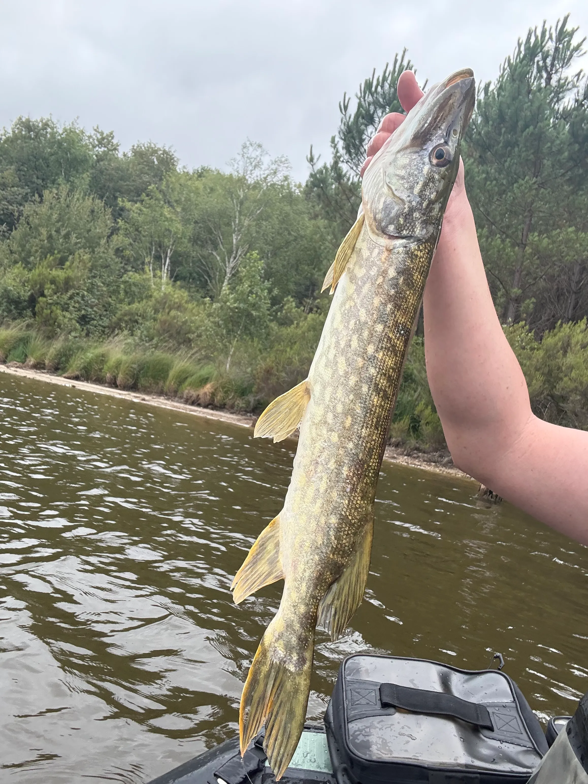 Étang de 3,5 ha avec mobile-home 6 personnes et de gros spécimens