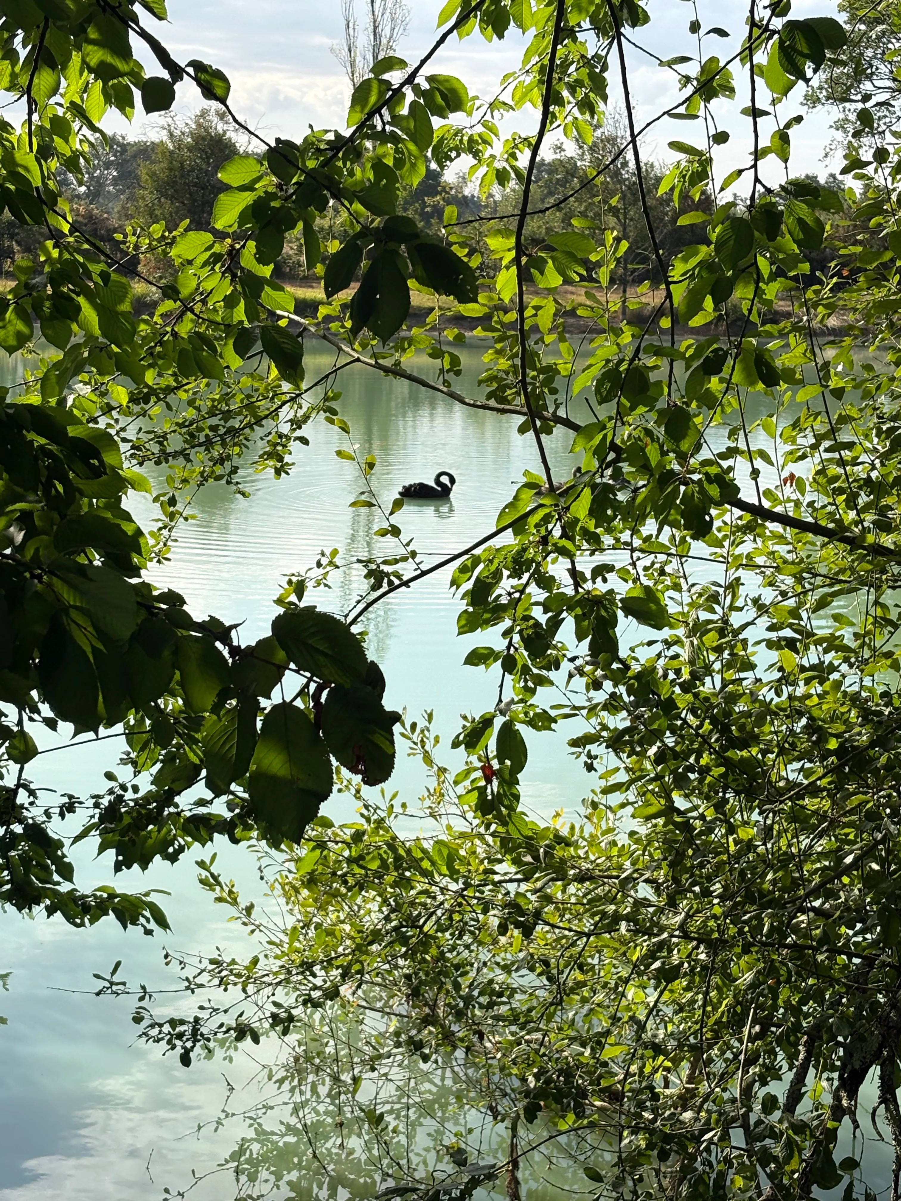 Rent a private pond with chalet and a terrace suspended on the water