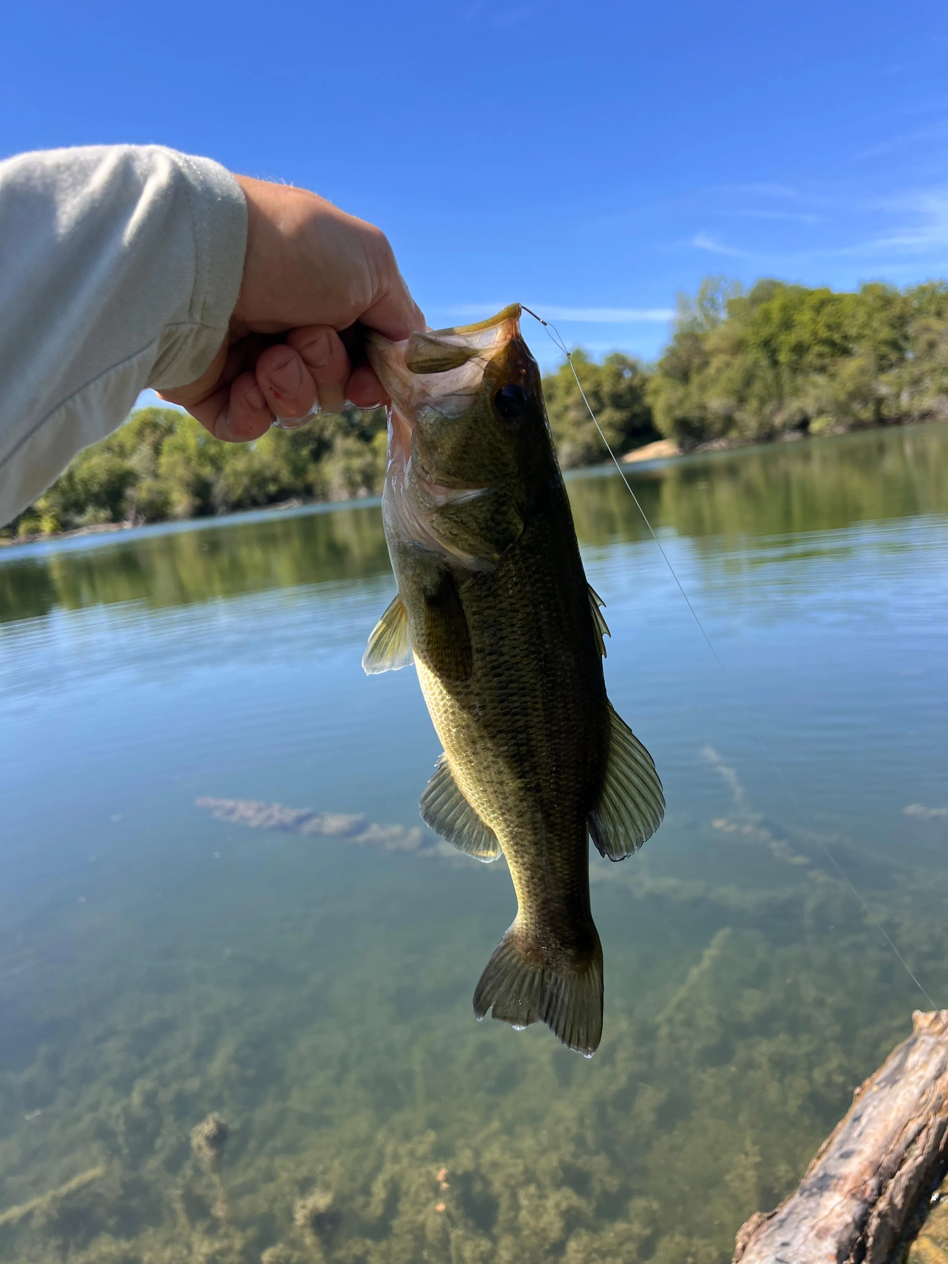 Ponds of 2x 7.41 ac for rent in the Landes with cottage by pond