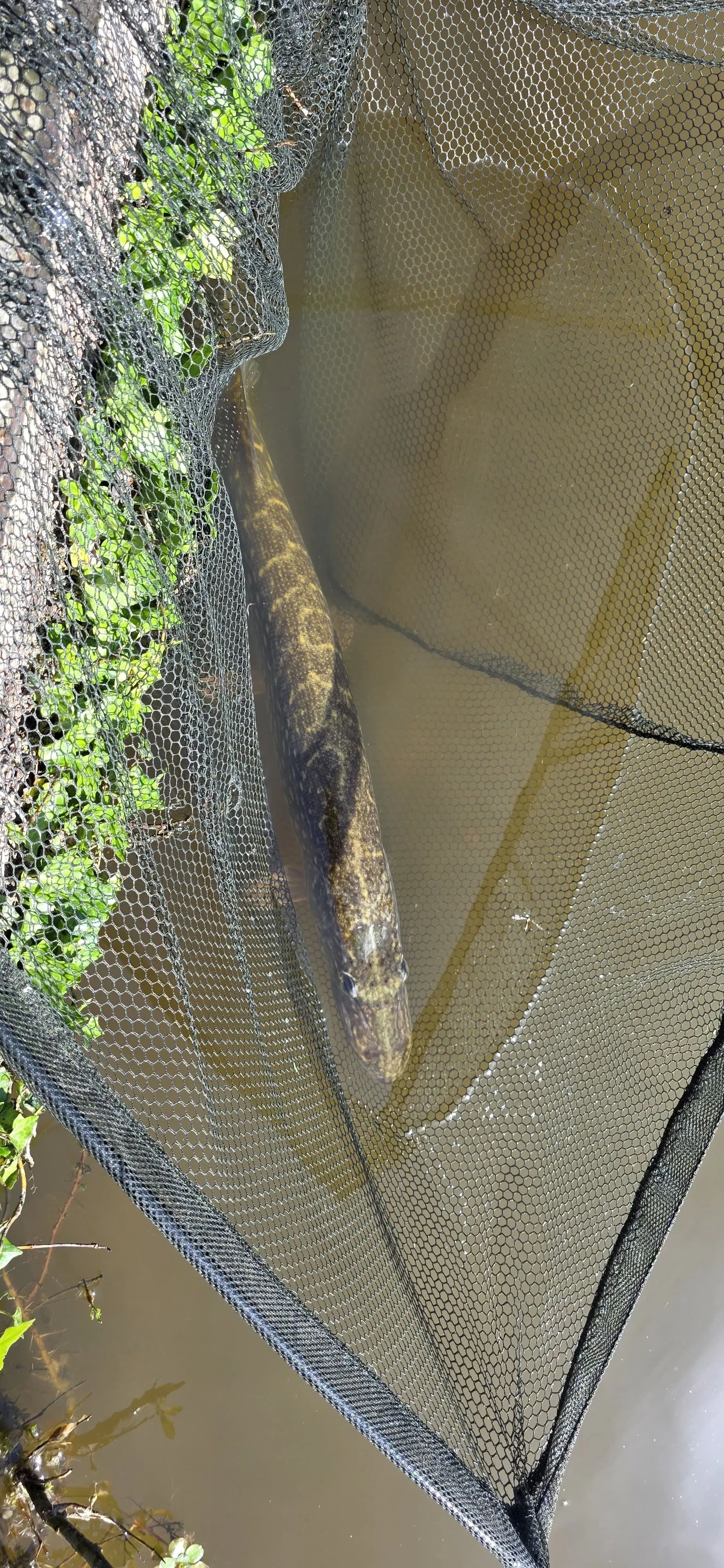 Gîte nature avec bain nordique et pêche no-kill
