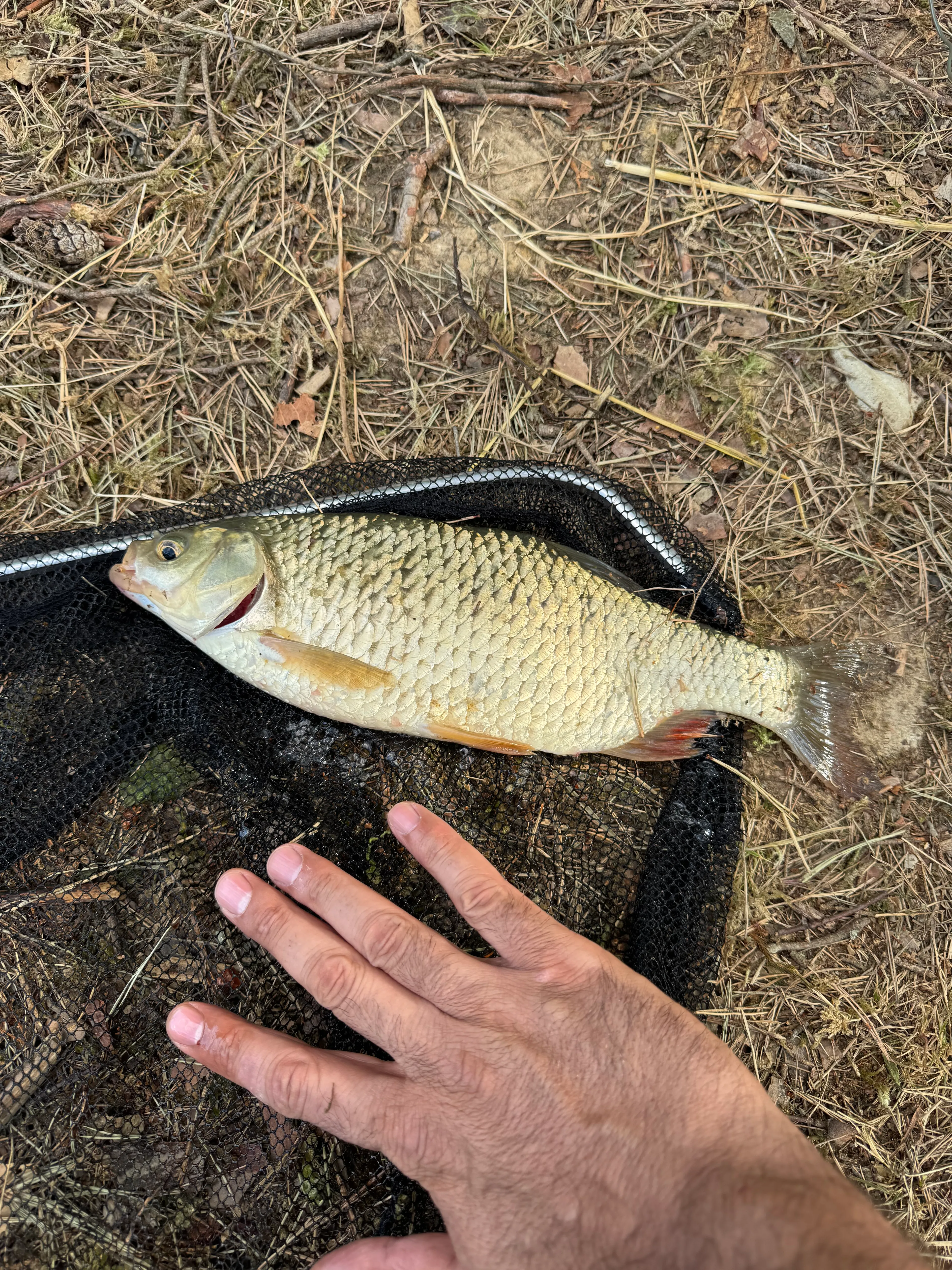 Joli chalet-terrasse avec son étang sauvage en Saône et Loire