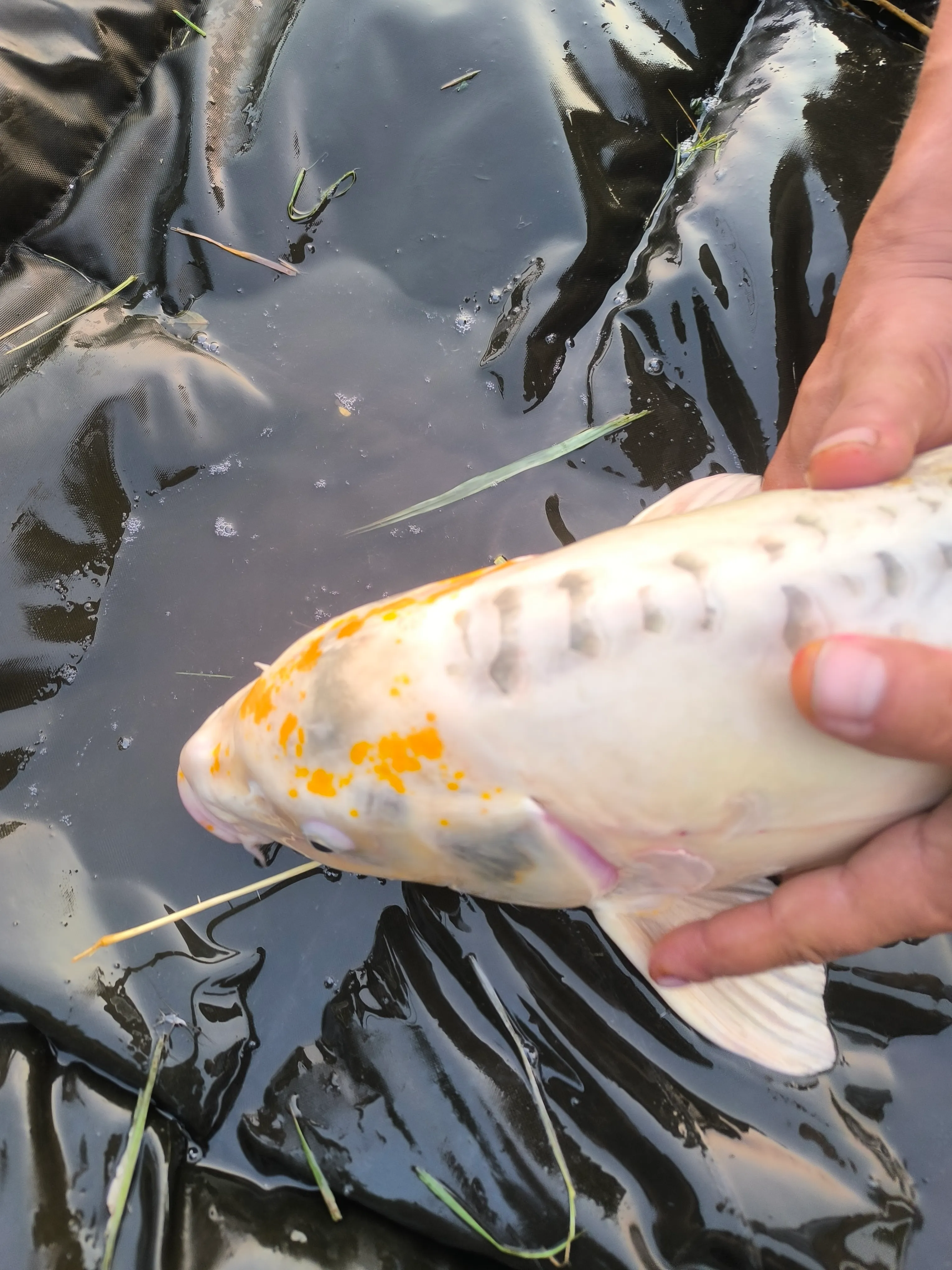 Location étang de 12ha + un étang de 2ha pour la pêche