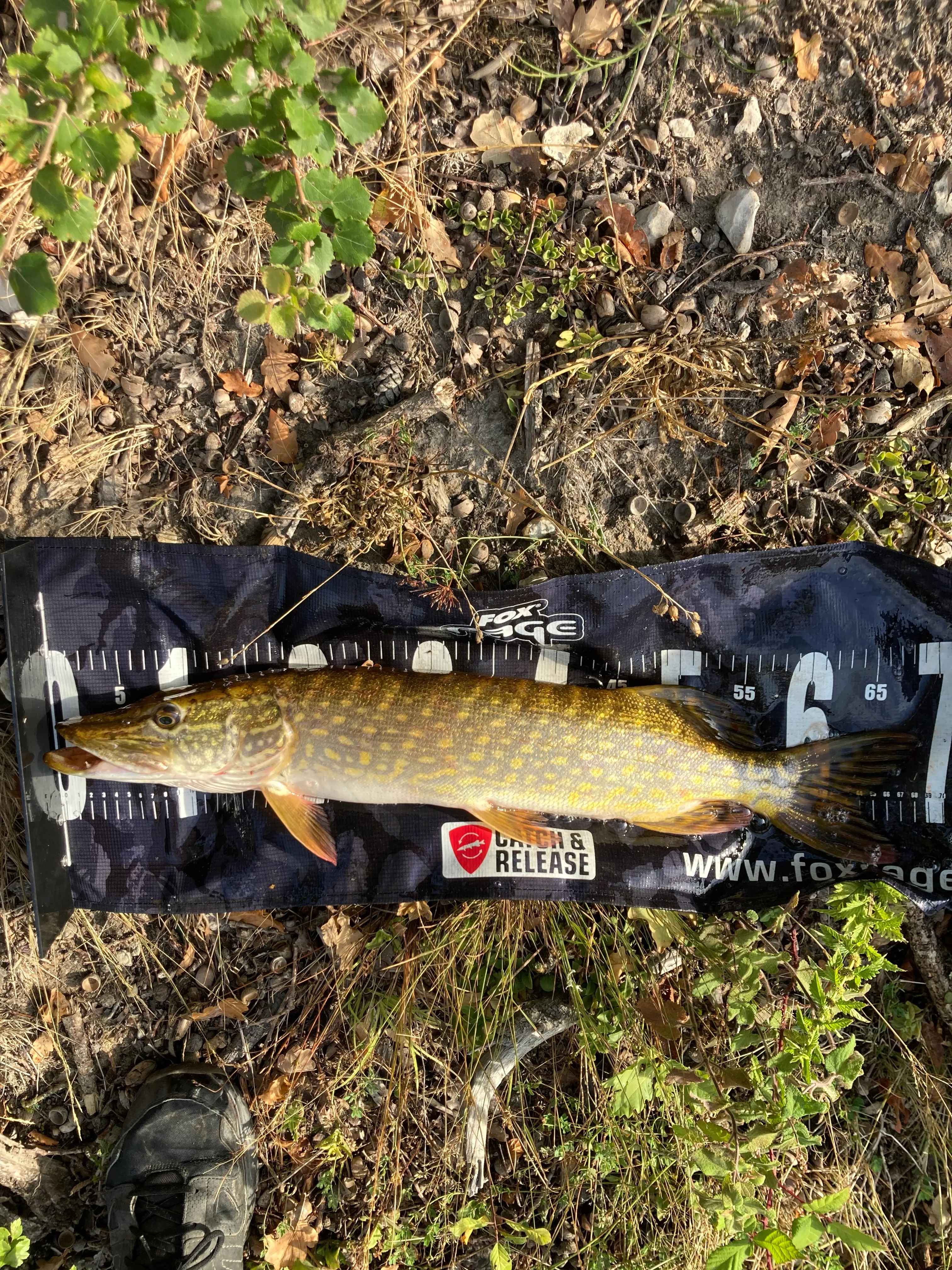 Lodge haut de gamme avec accès direct aux étangs de pêche, golf et nature sur domaine privé