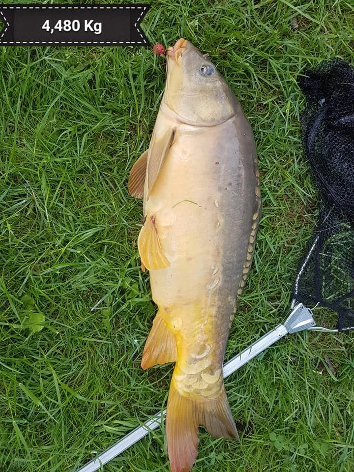 Chalet familial en Dordogne, au cœur du Périgord avec ses étangs de pêche