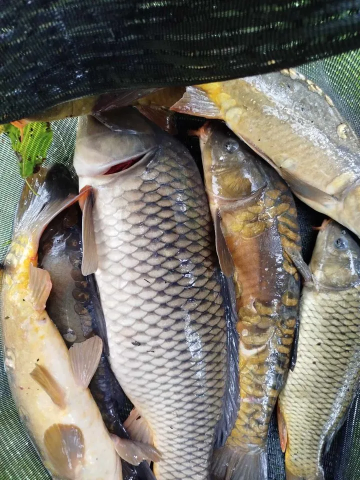 Séjour nature en Dordogne dans un chalet tout équipé avec ses étangs de pêche