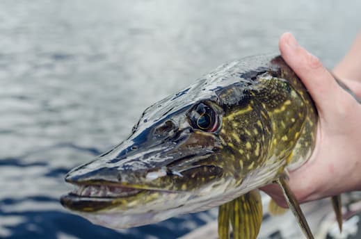 Pêche du carnassier