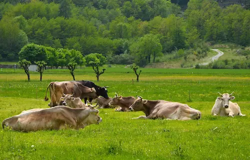 Limousin