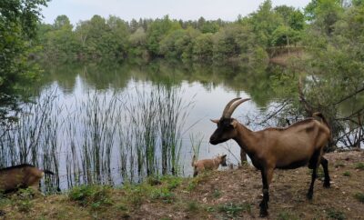 privatisation du petit étang de 2ha un endroit rêvé pour pêcher et camper