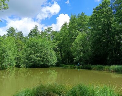 Évasion Nature près de Paris : Découvrez notre Étang de Pêche aux Carpes et Poissons Blancs