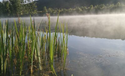 Deux étangs de 3.5ha avec un coup de pêche en rivière à louer dans la Vienne