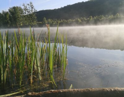 Deux étangs de 3.5ha avec un coup de pêche en rivière à louer dans la Vienne