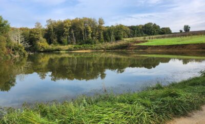 2 étangs au bord d’un château Bordelais et ses vignes