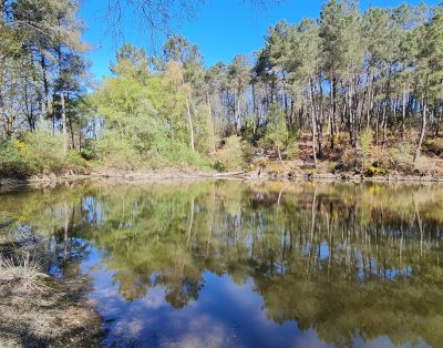 Etang d’1 ha dans les bois en Bretagne